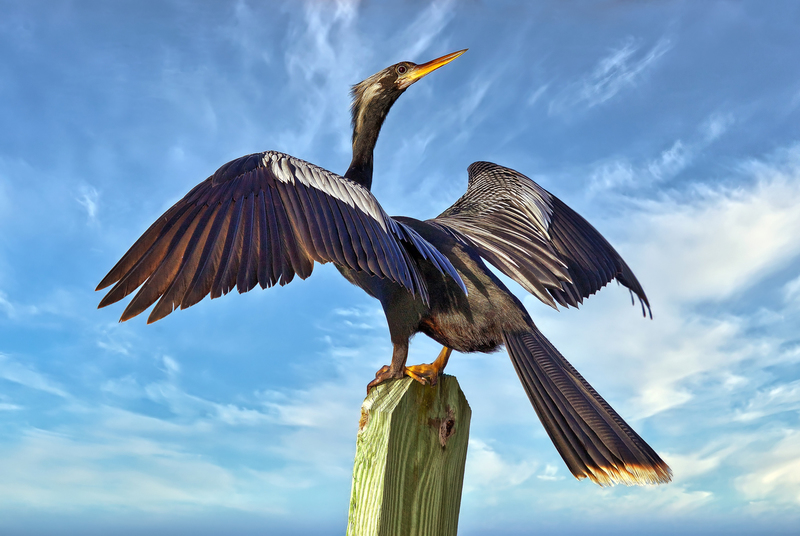 Anhinga Proud(1).jpg