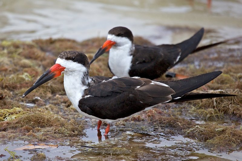 Black Skimmers -- Skims water with lower mandible submerged for food.jpg