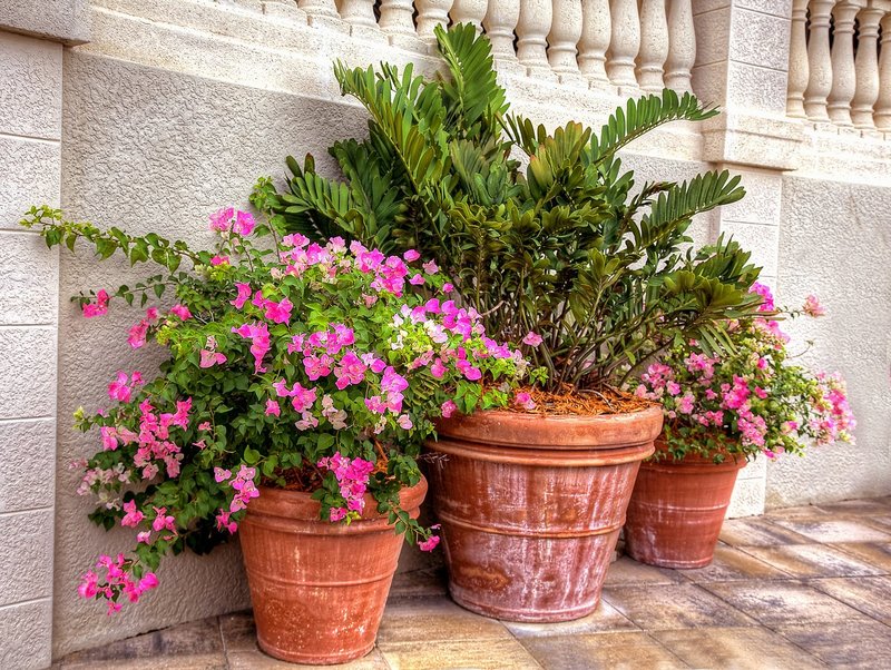 Bougainvillea.jpg