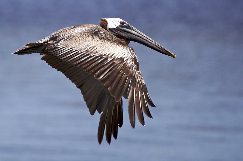 Brown Pelican in flight off of Sanibel Island.jpg