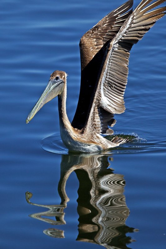 Brown Pelican on landing.jpg