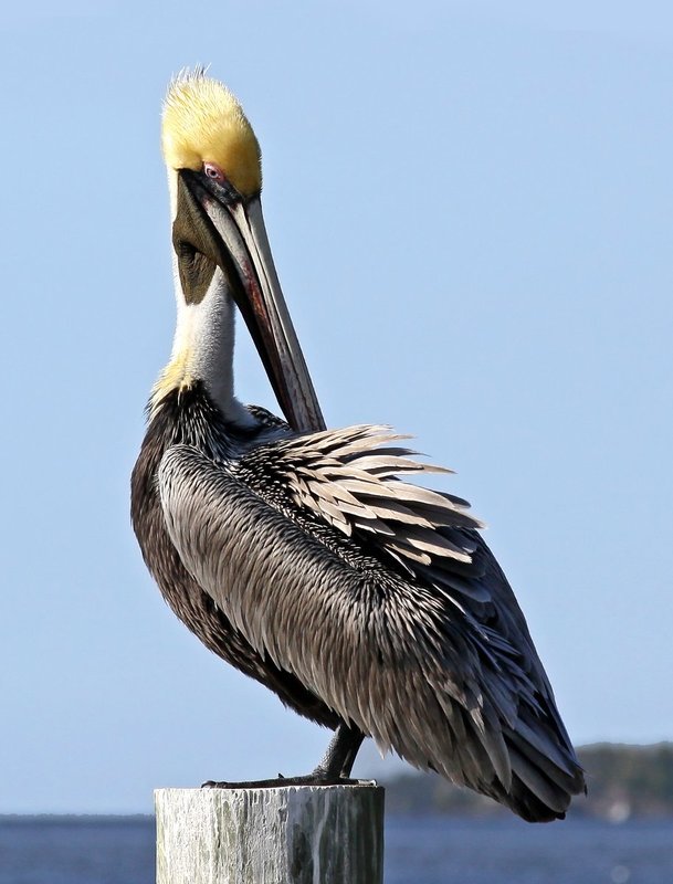 Brown Pelican resting -- Wingspan 79 inches.jpg :: Brown Pelican