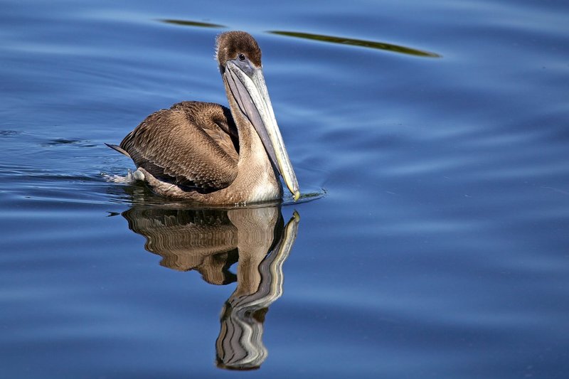 Brown Pelican--Wingspan more then 6 feet.jpg :: Brown Pelican--Wingspan 6.5 feet