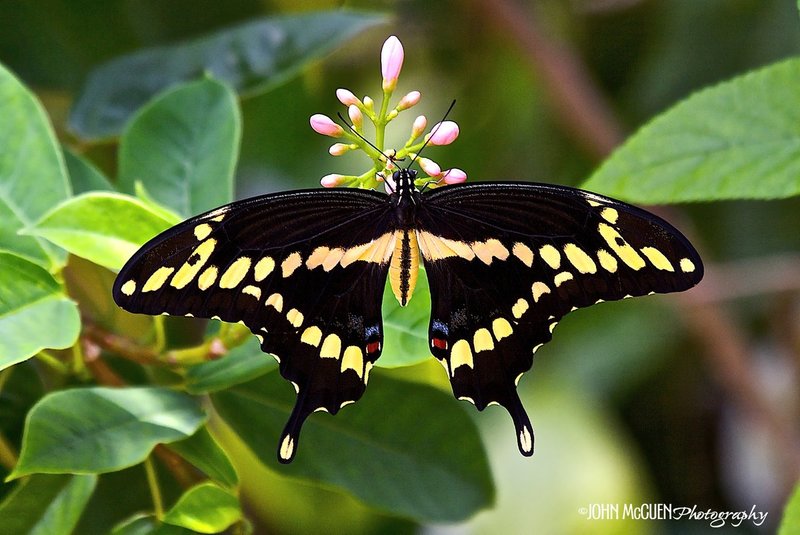 Butterfly Swallowtail old.jpg