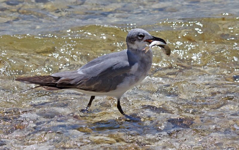 Drk head gull w fish.jpg