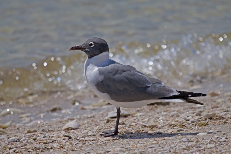 Drk head gull.jpg