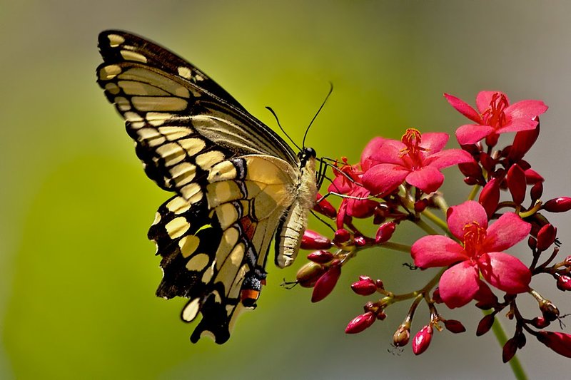 Giant Swallow Red.jpg :: Giant Swallowtail