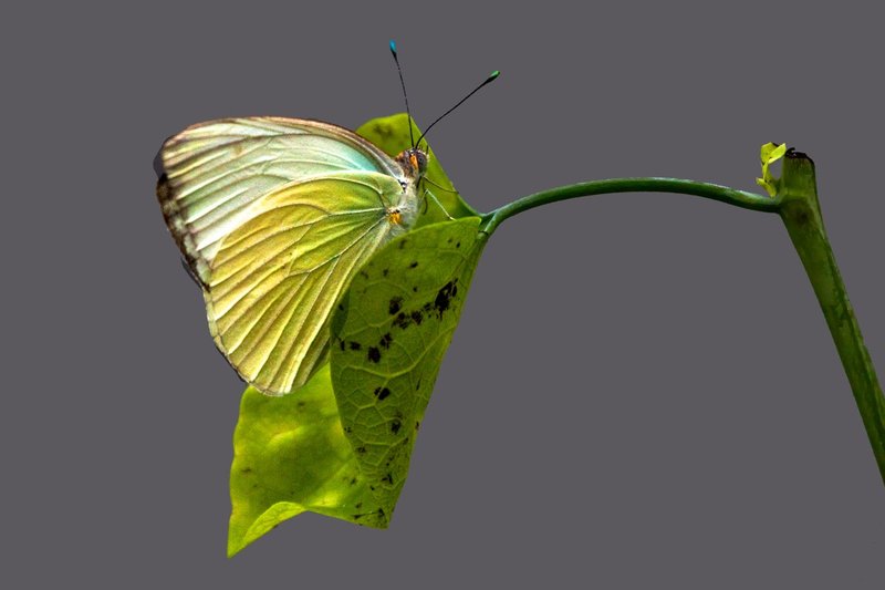 Good Butterly.jpg