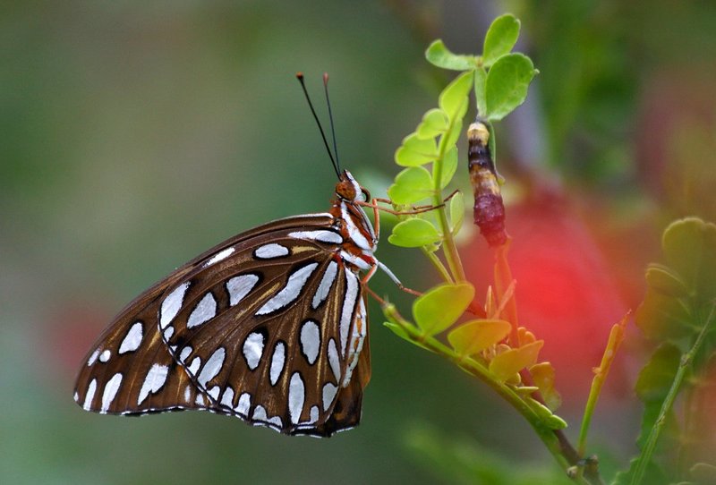 Good Butterly2.jpg