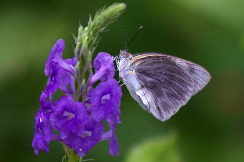 Good Butterly3.jpg