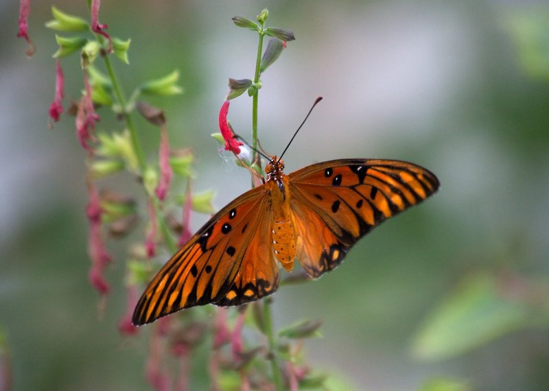 Good Butterly4.jpg