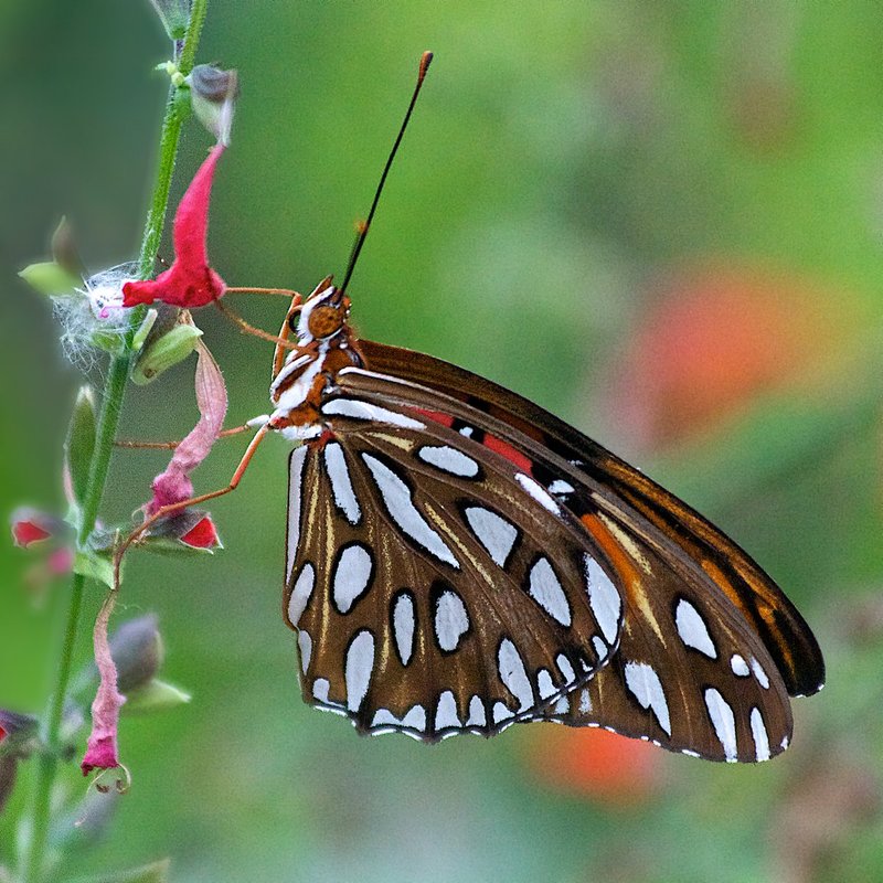 Good Butterly6.jpg