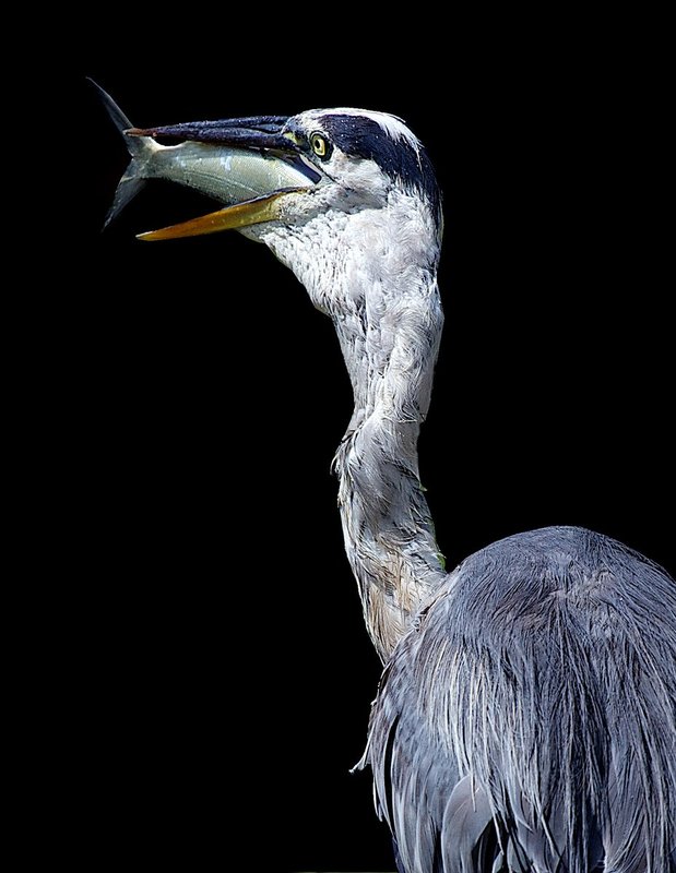 Great Blue Heron eating a big lunch -- Wingspan 72 inches.jpg