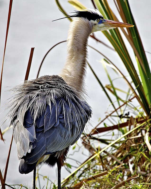 Great Blue Heron--Wingspan 6 feet.jpg