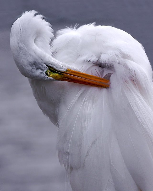 Great Egret Primping.jpg