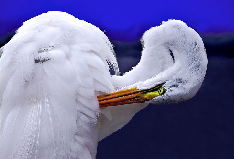 Great Egret cleaning feathers -- Wingspan 51 inches.jpg