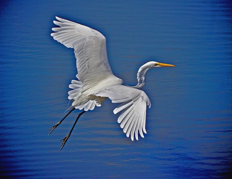 Great Egret in flight--Wingspan 51 inches.jpg