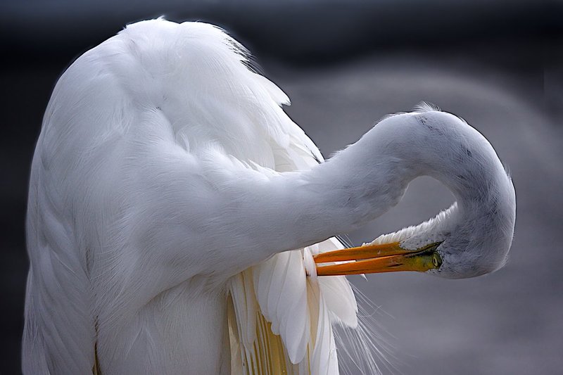 Great Egret in the afternoon light.jpg