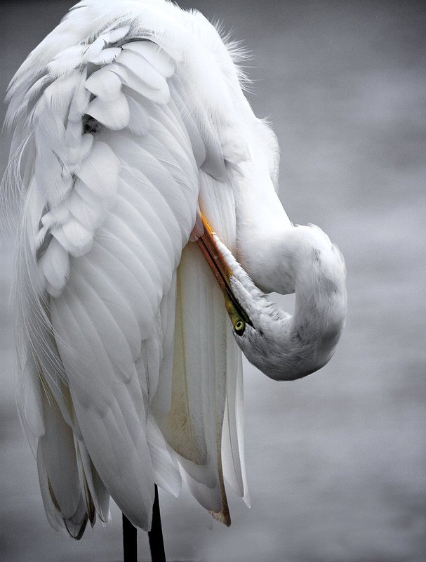 Great Egret keeping up appearances -- Wingspan 51 inches.jpg