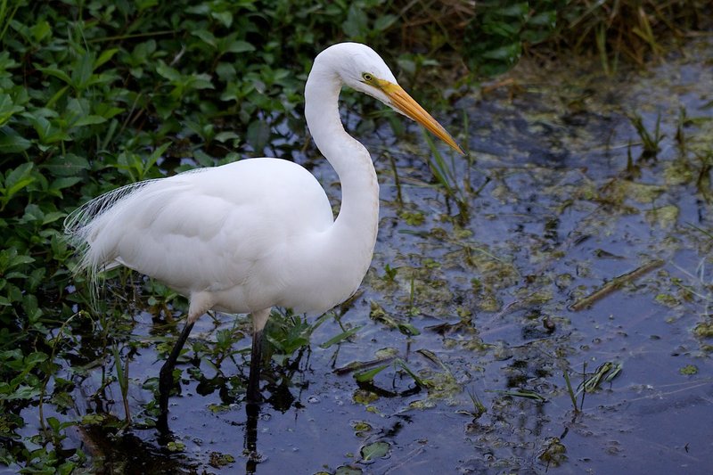 Great Egret on the hunt for food.jpg