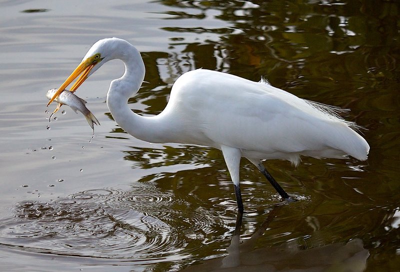 Great Egret with catch -- Wingspan 51 inches.jpg