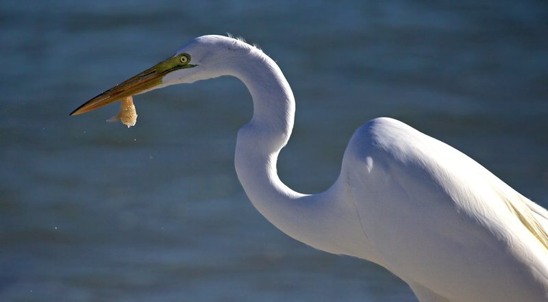 Great Egret.jpg