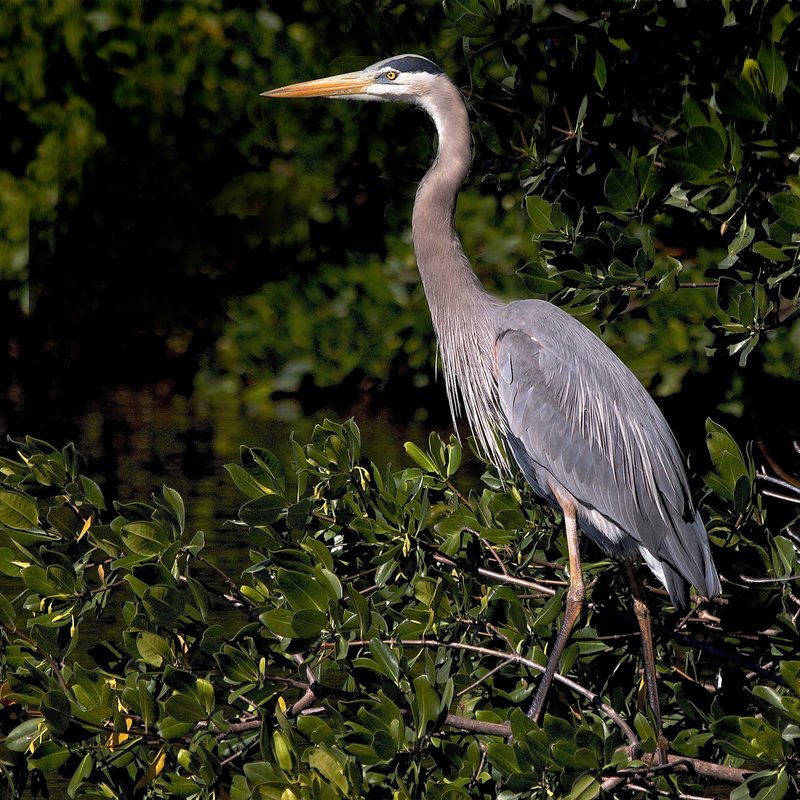 Grt Blue Heron.jpg
