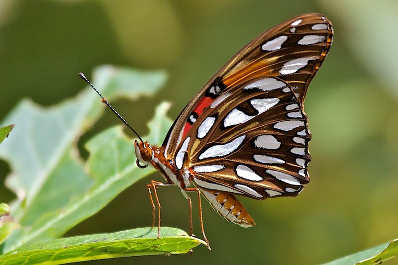 Gulf Fritillary 192.jpg