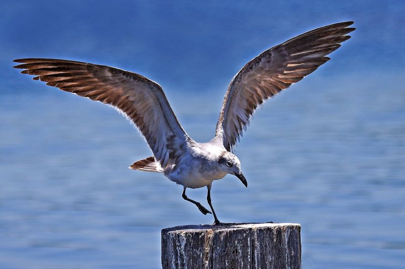 Gull wings.jpg