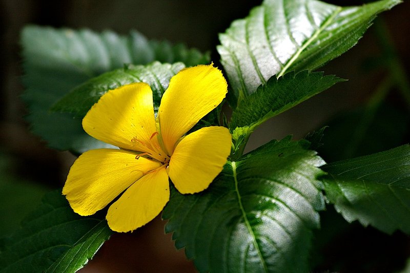 Lil Yellow1.jpg