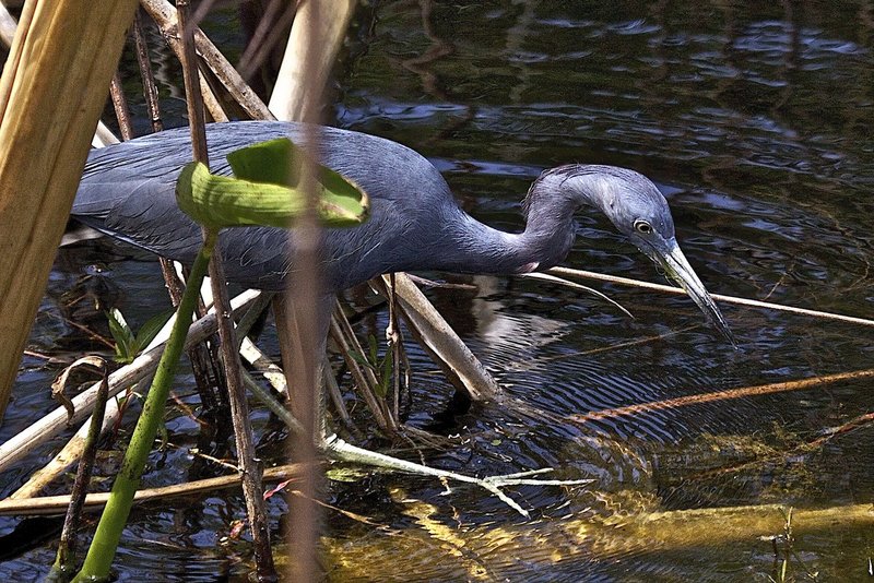Little Blue Heron searching for food.jpg