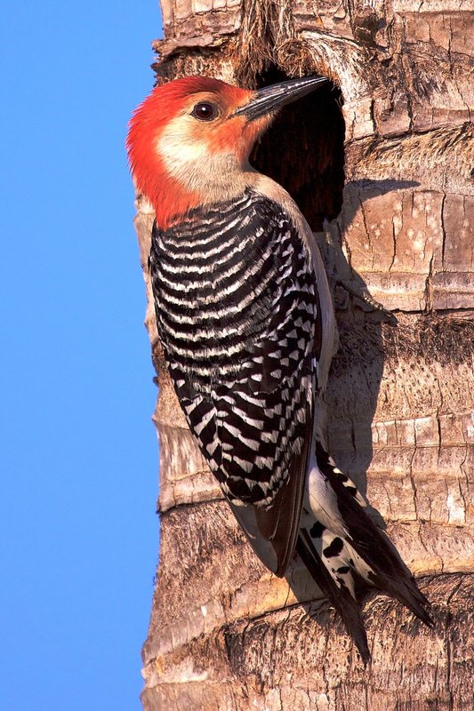 Male Red-bellied Woodpecker -- Attracts mate by tapping loud -- Female has less red on head.jpg