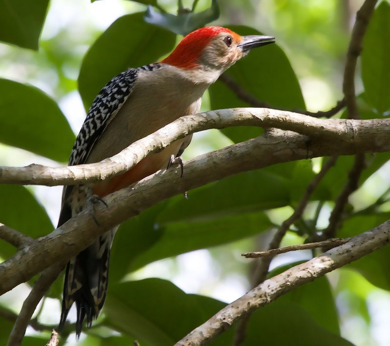 Male Red-bellied Woodpecker -- Male has red head down to his neck.jpg