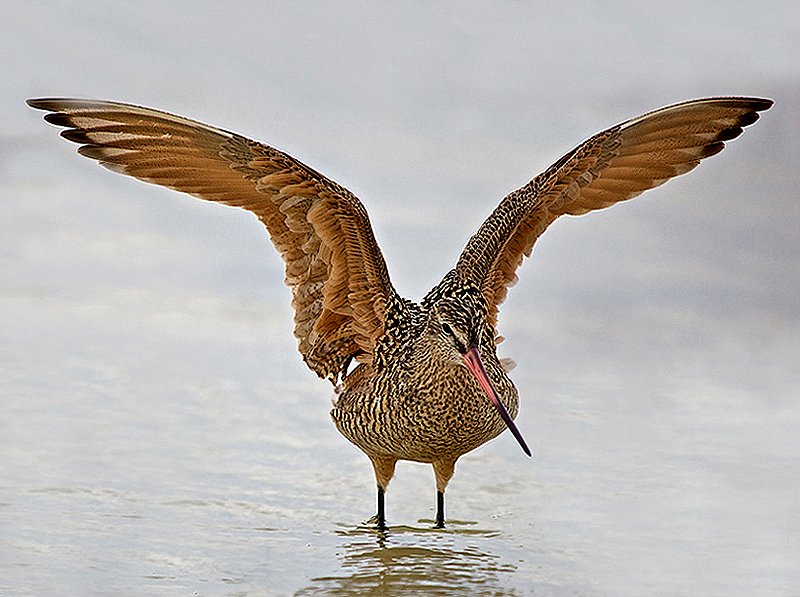 Marbled Godwit -- Feed at mud flats or at the beach using long bills -- Wingspan 35 inches.jpg