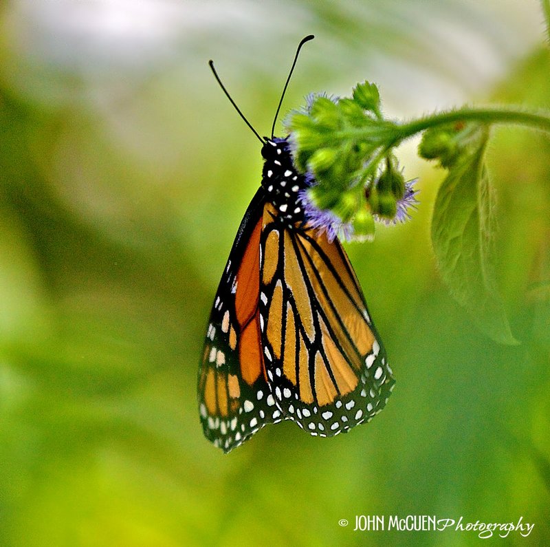 Monarch2 187.jpg