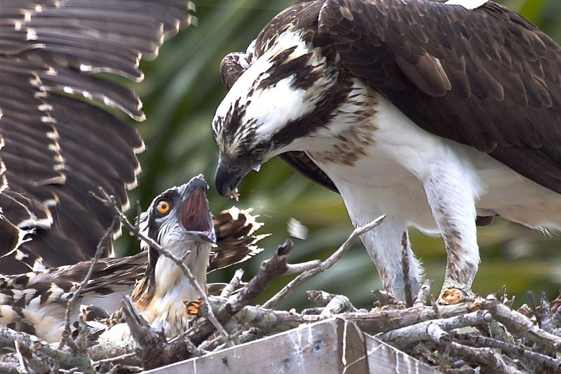 Newborn Osprey getting fed in the nest.jpg