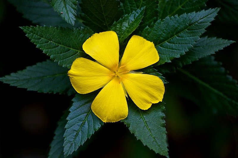 Nice yell flower.jpg