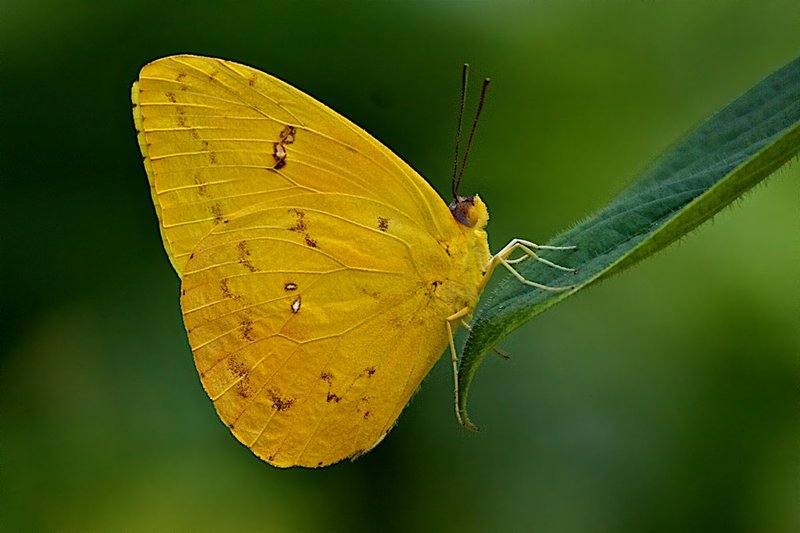 Orange-barred Sulphur 196.jpg