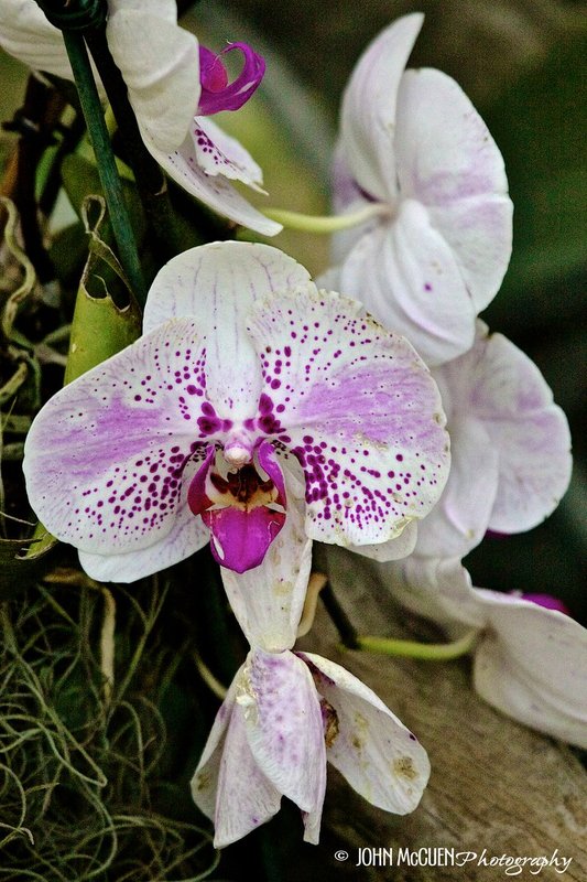 Orchids 1821.jpg