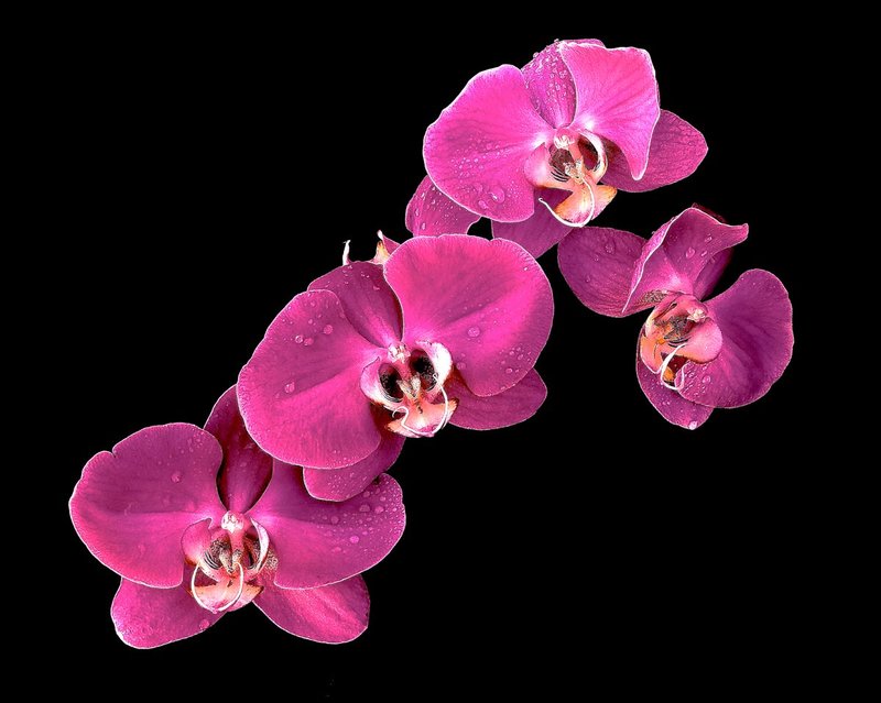 Orchids Reddish.jpg