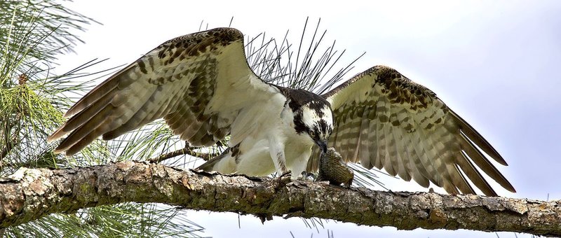 Osprey enjoying his lunch.jpg