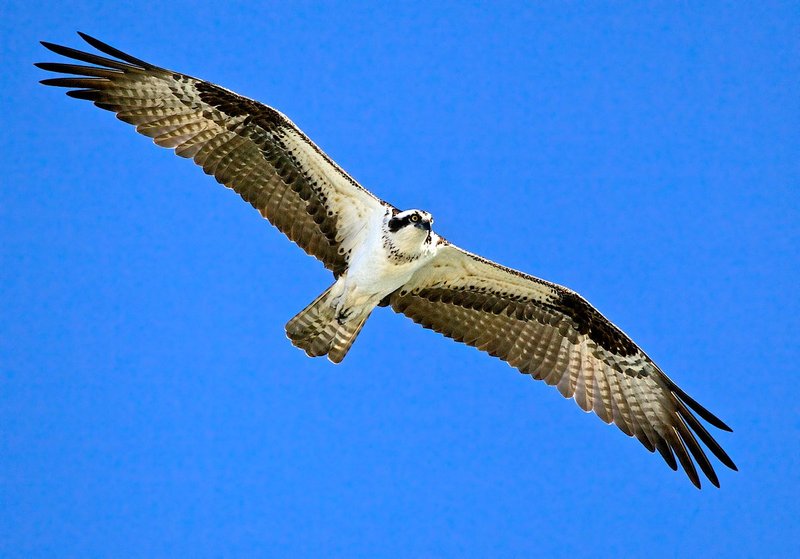 Osprey free as a bird -- Looking at me --- Wingspan 63 inches.jpg