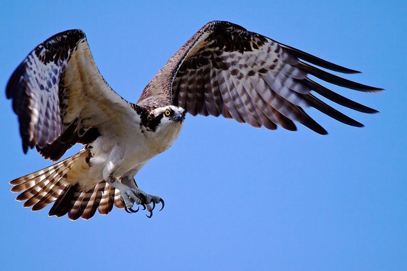 Osprey in Flight -- Wingspan 63 inches.jpg