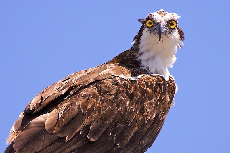 Osprey interested in me -- Wingspan 63 inches.jpg
