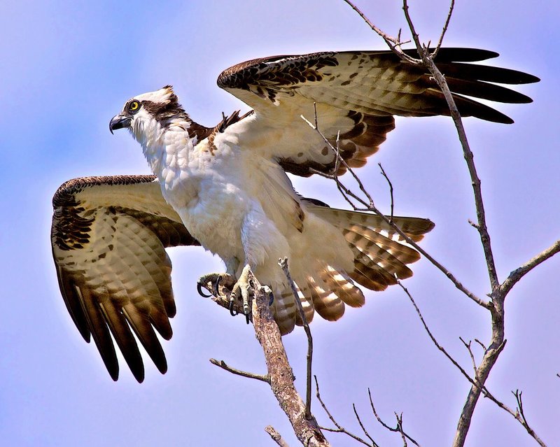 Osprey leaving for parts unknown.jpg :: Osprey 202 Wingspan 5.25 feet