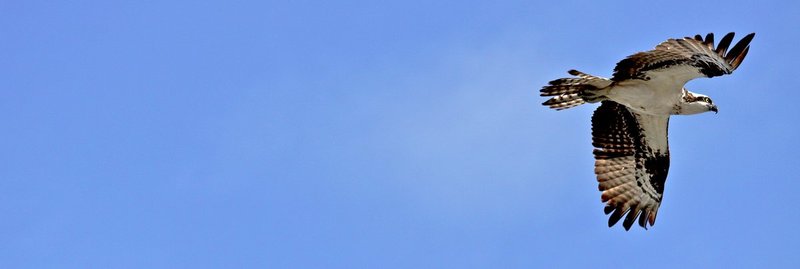 Osprey on the way to his nesting family.jpg