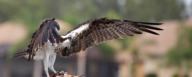 Osprey prepares to feast over his catch.jpg