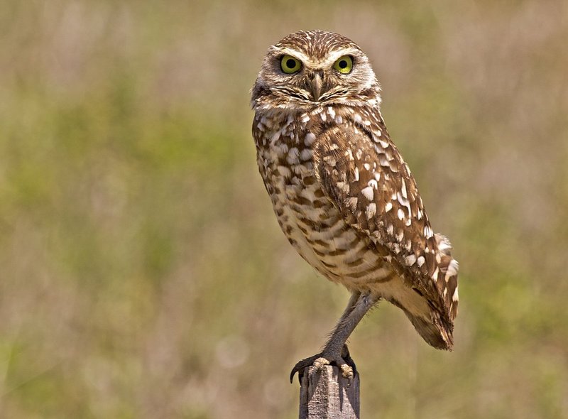 Owls 132.jpg