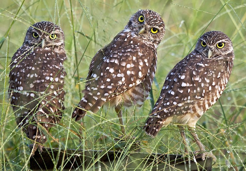 Owls 16.jpg