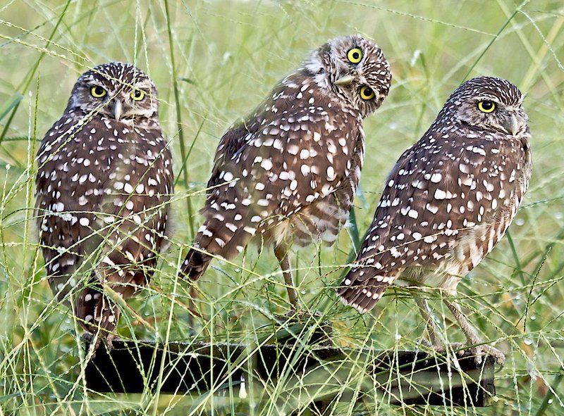 Owls 28.jpg